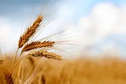 آغاز برداشت گندم در سقز؛ سالی پربار برای کشاورزان منطقه

