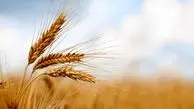 آغاز برداشت گندم در سقز؛ سالی پربار برای کشاورزان منطقه

