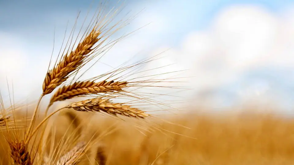 آغاز برداشت گندم در سقز؛ سالی پربار برای کشاورزان منطقه