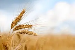 آغاز برداشت گندم در سقز؛ سالی پربار برای کشاورزان منطقه

