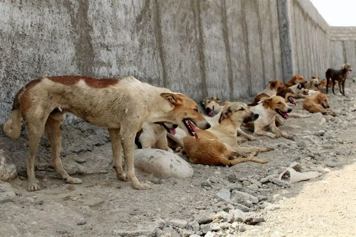 چرا دولت سگ های ولگرد را عقیم نمی کند؟ + ویدئو

