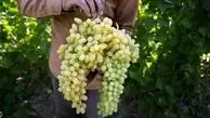 سالانه بیش از 270 هزار تن انگور در تاکستان های ملایر تولید می شود