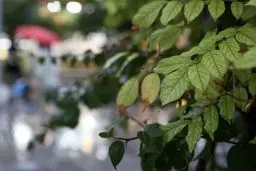 خبر جدید هواشناسی/ کاهش دمای پایتخت از جمعه آینده