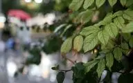 خبر جدید هواشناسی/ کاهش دمای پایتخت از جمعه آینده