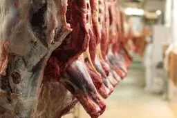 قیمت گوشت قرمز در بازار تهران کاهش یافت/ زایش مطلوب جمعیت دامی در پاییز

