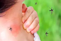 گسترش محدوده پشه آئدس در‌ استان بوشهر‌