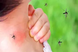 گسترش محدوده پشه آئدس در‌ استان بوشهر‌