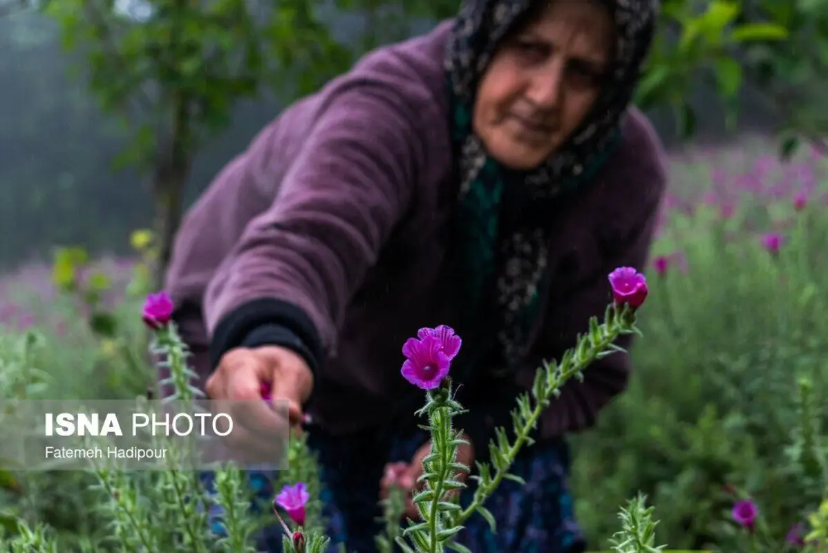 برداشت گل‌گاوزبان در روستای آغوزبن کندسر