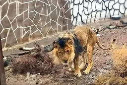 یک شیر در الیمالات نور مازندران حین زایمان تلف شد

