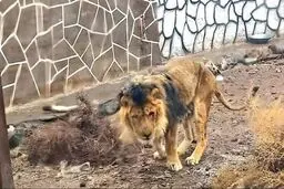 یک شیر در الیمالات نور مازندران حین زایمان تلف شد
