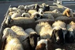 جریمه ۷۰ میلیاردی برای سودجوی بزرگ بازار دام 