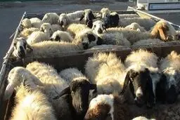 جریمه ۷۰ میلیاردی برای سودجوی بزرگ بازار دام 
