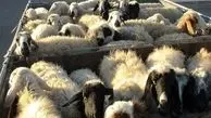 جریمه ۷۰ میلیاردی برای سودجوی بزرگ بازار دام 