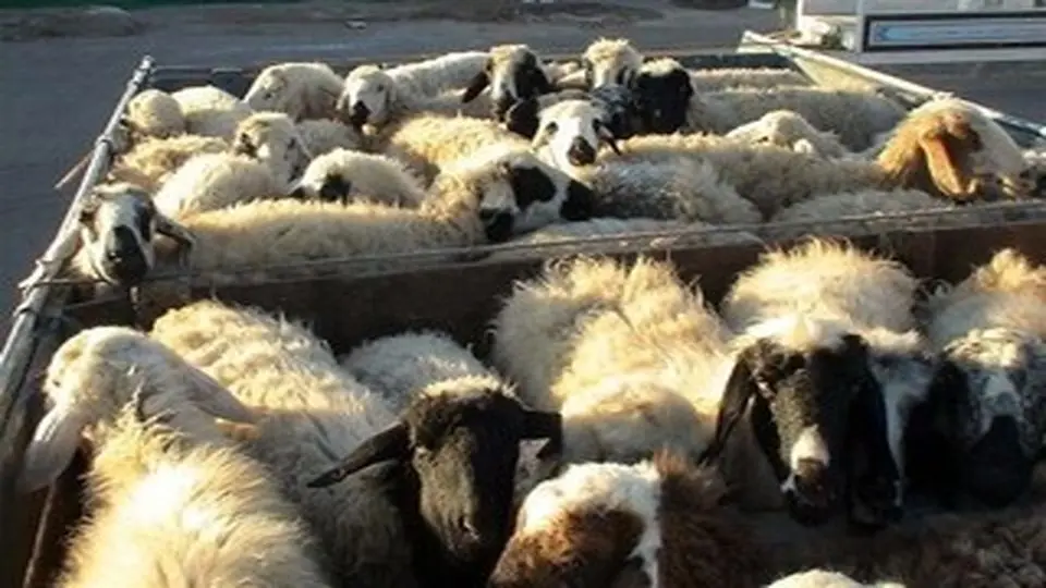جریمه ۷۰ میلیاردی برای سودجوی بزرگ بازار دام