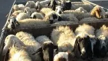 جریمه ۷۰ میلیاردی برای سودجوی بزرگ بازار دام 