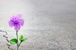 حکایت امید و‌ دل‌های ما
