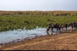هواپیماهای آب پاش در راه هورالعظیم