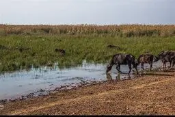 آتش سوزی تالاب هورالعظیم ادامه دارد 