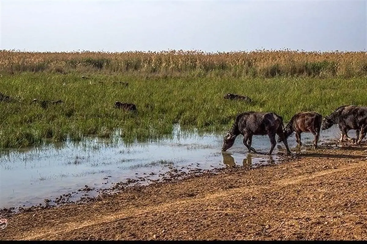 هواپیماهای آب پاش در راه هورالعظیم