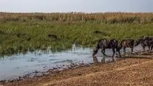 آتش سوزی تالاب هورالعظیم ادامه دارد 