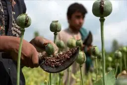 کشت خشخاش قانونی نیست 