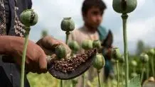 کشت خشخاش قانونی نیست 