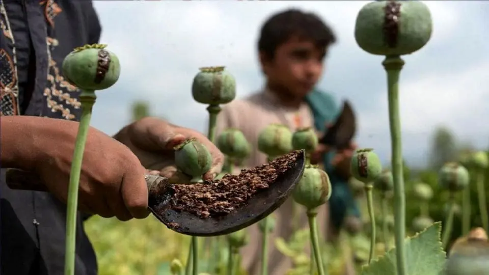 کشت خشخاش قانونی نیست 