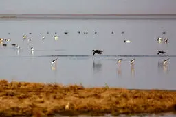 سرشماری پرندگان مهاجر تالاب مره+ عکس