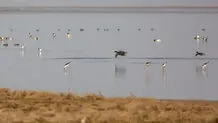 سرشماری پرندگان مهاجر تالاب مره+ عکس