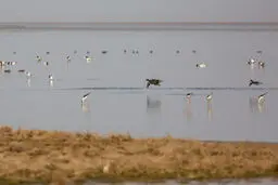 سرشماری پرندگان مهاجر تالاب مره+ عکس
