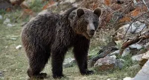 گردش زمستانی خرس‌ها در جنگل رامسر+ ویدئو