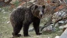 مشاهده یک قلاده خرس قهوه‌ای در ارتفاعات فیروزکوه