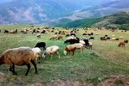 ورود دام مازاد به دشت لار ممنوع
