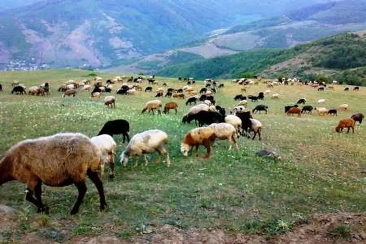 ورود دام مازاد به دشت لار ممنوع
