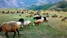 ورود دام مازاد به دشت لار ممنوع
