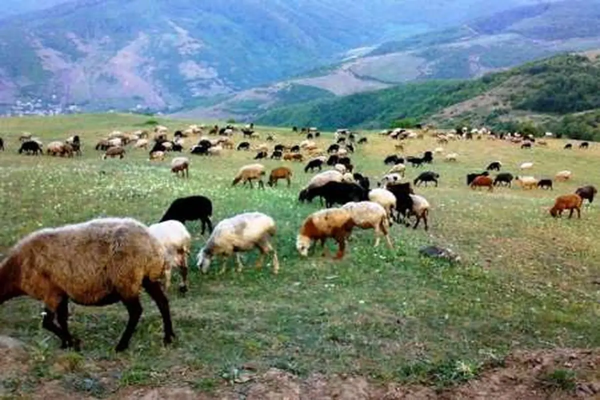 ورود دام مازاد به دشت لار ممنوع

