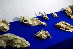 بی‌اعتنایی به ثروت‌های ایران
