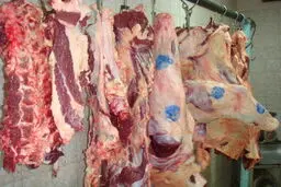 کشتار غیرمجاز دام، منبع شیوع تب کریمه کنگو