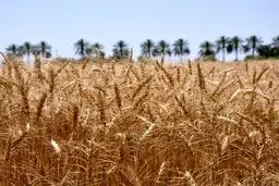 تعین نرخ گندم در نشست روز آینده شورای قیمت گذاری

