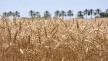 تعین نرخ گندم در نشست روز آینده شورای قیمت گذاری

