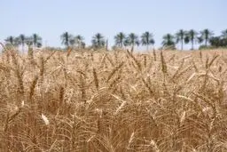 تعین نرخ گندم در نشست روز آینده شورای قیمت گذاری

