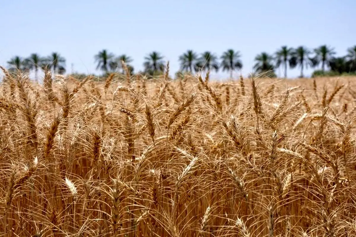 تعین نرخ گندم در نشست روز آینده شورای قیمت گذاری

