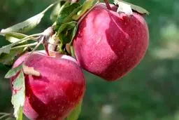 توقع باغ‌داران  از رئیس‌جمهور