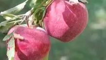 توقع باغ‌داران  از رئیس‌جمهور