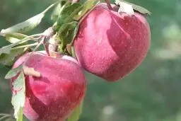 توقع باغ‌داران  از رئیس‌جمهور
