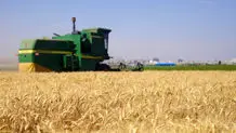 چین مشتری گندم استرالیا و کانادا شد
