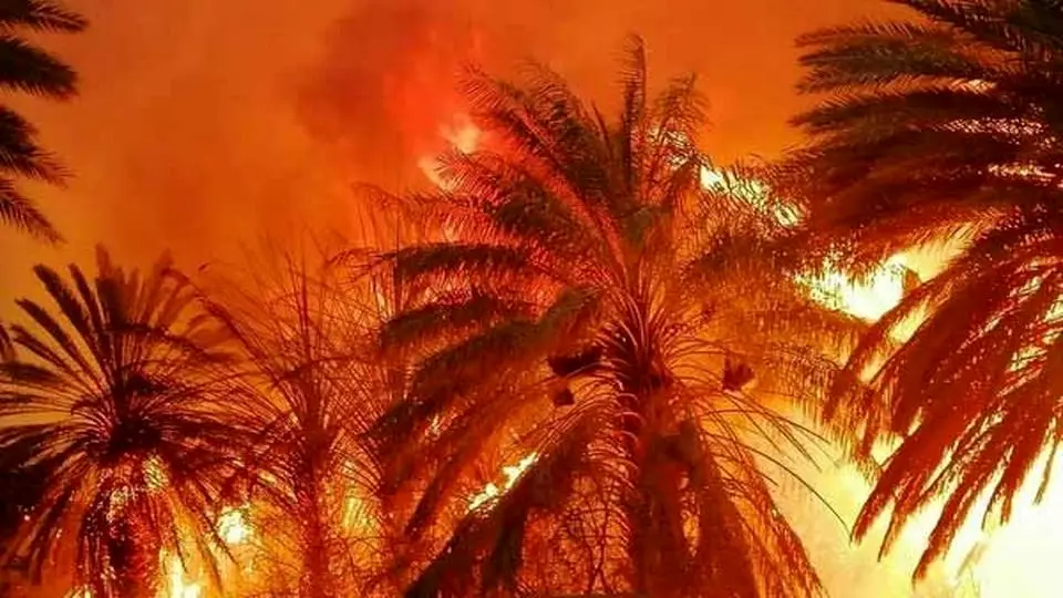 ۱۰۰۰ نخل خرما در آبادان سوخت