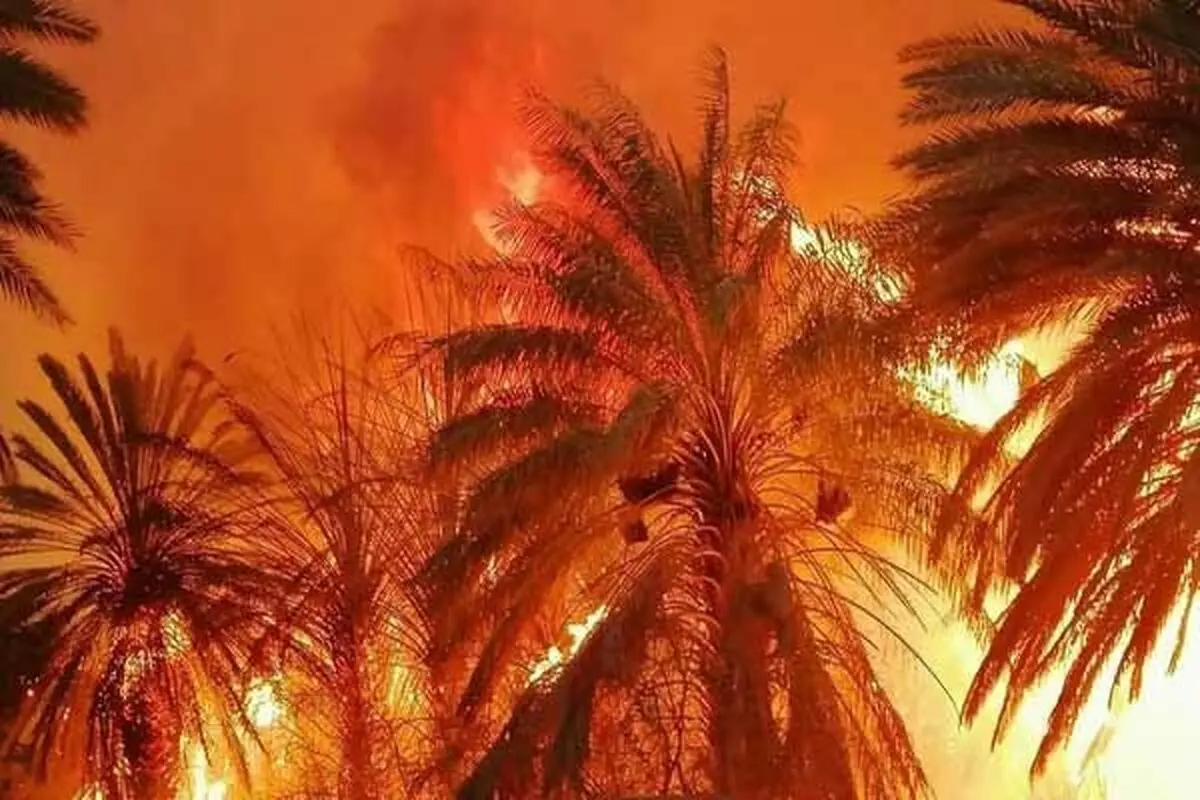 ۱۰۰۰ نخل خرما در آبادان سوخت