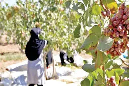 کرمان داغدار پسته