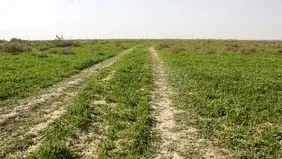 آبگیری حدود ۳۰ درصدی تالاب و مراتع جازموریان در جنوب کرمان 